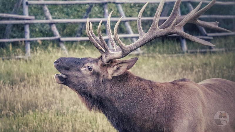 【悲報】シカの角が落ちる瞬間を捉えた映像、思ったよりキモいと話題になるwwwwww