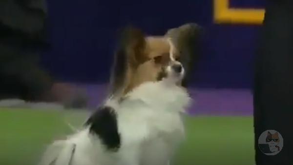 【動画】世界最速の犬、速すぎるｗｗｗｗｗｗｗｗｗｗｗｗｗｗｗｗｗｗｗｗｗｗｗｗｗｗｗｗｗｗ
