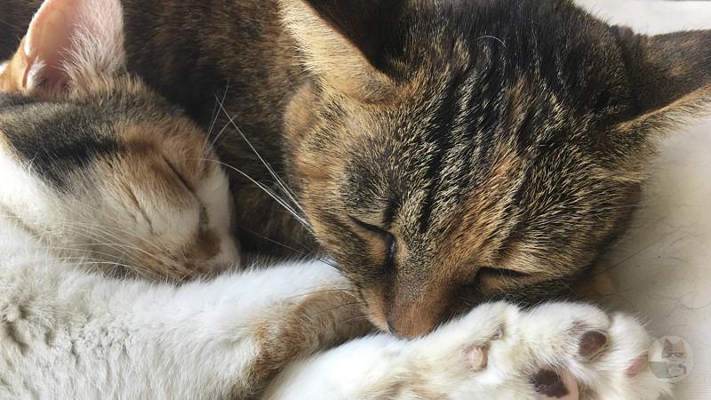 【画像】猫を上から見下ろしたときのモアイみたいな目が好きなんだが