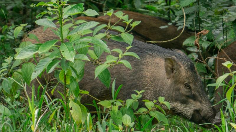 イノシシの専門家「イノシシが突進して来たら、横から蹴るだけで助かりますよ」