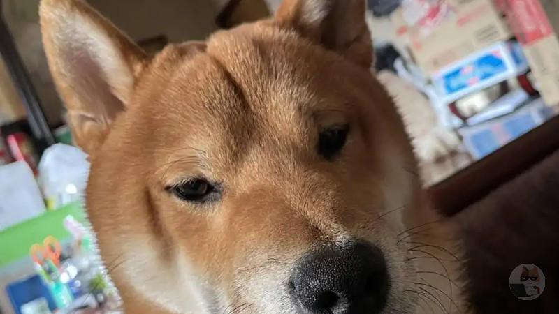 【画像】うちの犬、渋い。