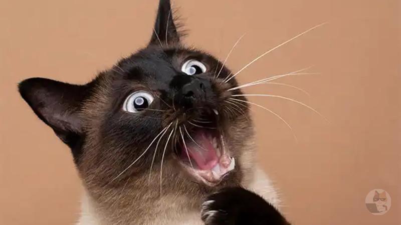 イヌやネコって飼い主がおならをすると逃げて行くよな。