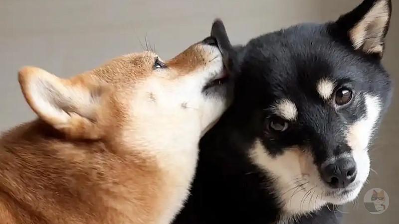 【画像】柴犬たちが仲良くじゃれる姿、かわいすぎる