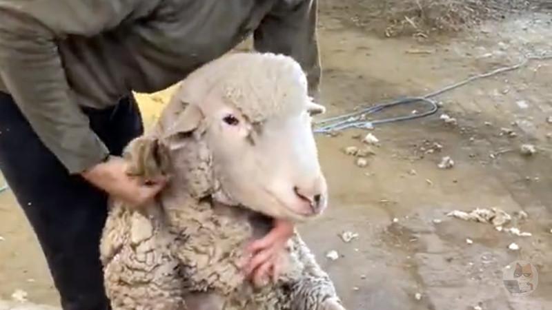 【動画】羊の毛を刈る動画🐑羊もなんか気持ちよさそう