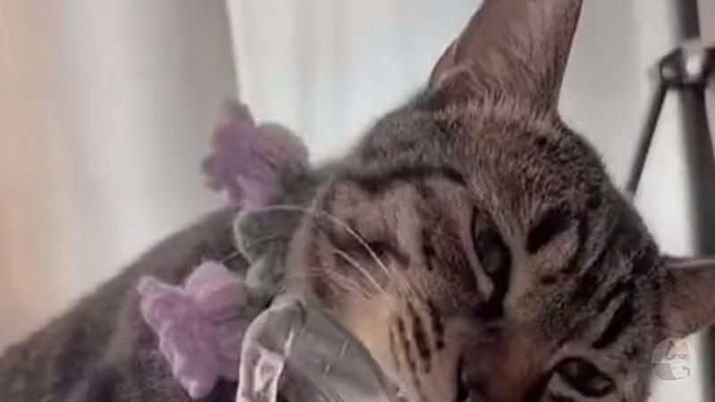 【動画】猫さん、お水を飲むのがお上手w
