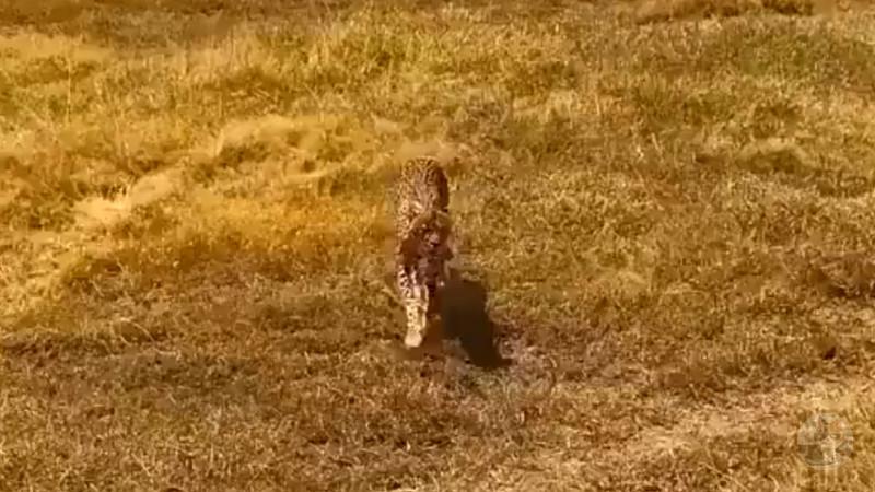 【動画】チーター「サバンナ暑すぎワロタwwwwwwwwwwwwwwwwwwwwwwwwww」