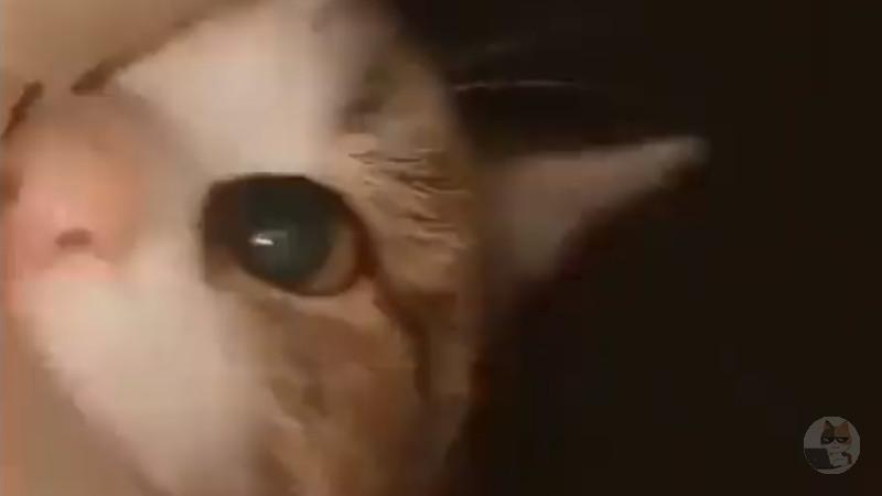 【動画】この動画を見て猫派にならない人、0人説wwwwwwwwwwwwwwwwwwww