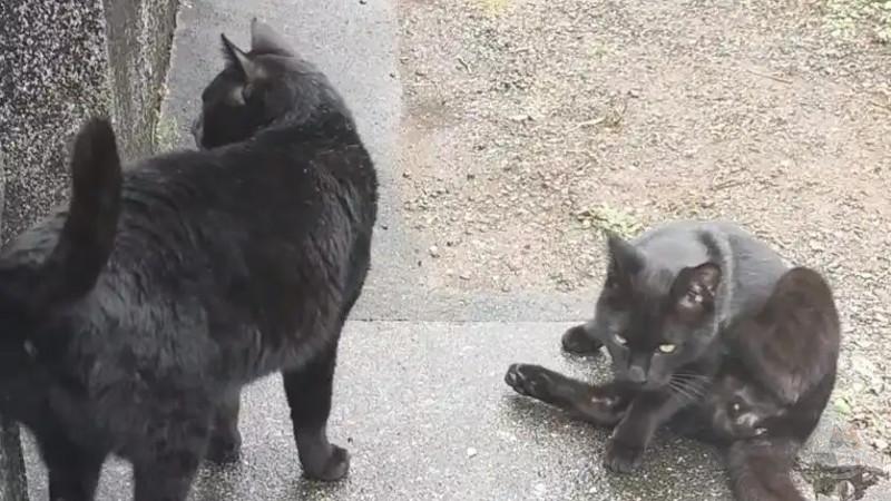 黒猫いた🐱