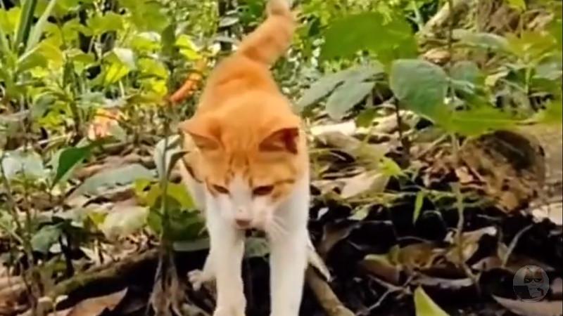 【動画】ネコさんの反応速度、ヤバすぎる