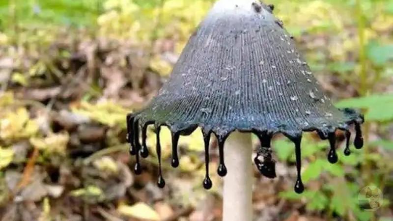 【画像】幻想的な「きのこ」たちを見ていってくれ