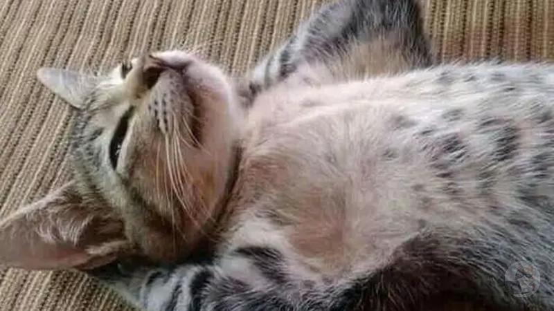 可愛い猫さんの画像ください