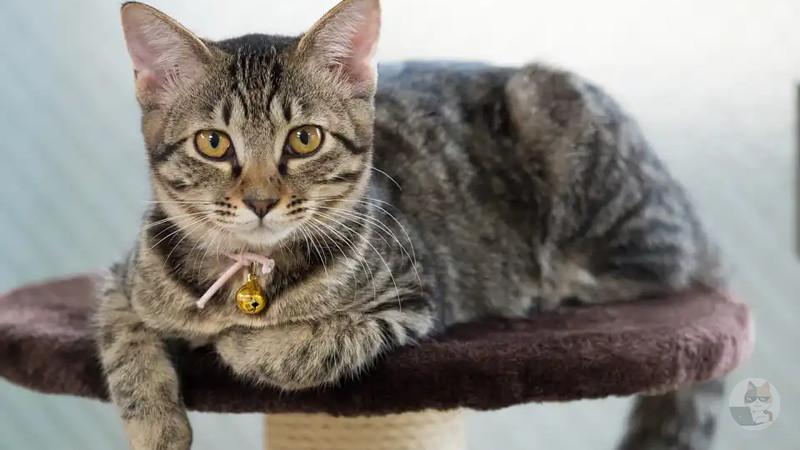 【悲報】ネッコさんのビジュアルが最強な理由、誰にもわからない