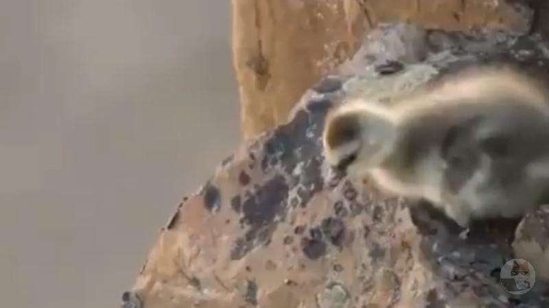 崖の上のヒナ、餌を求めて100Mダイブ