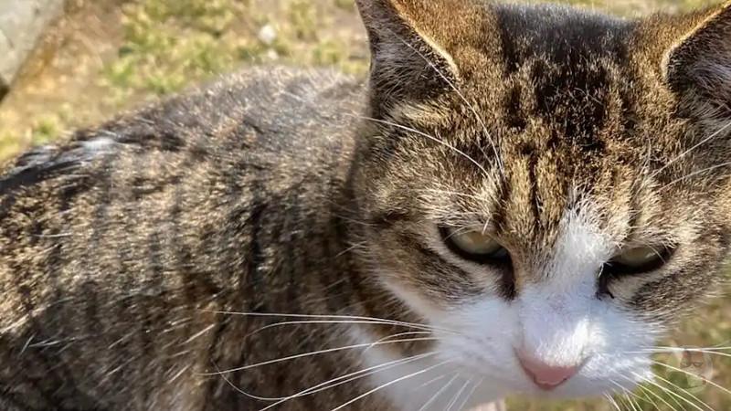 【画像多め】ネコの島にきた