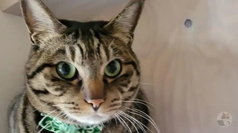 【悲報】うちの猫、髭がない