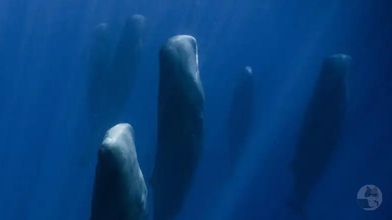 【動画】専門家「クジラはプランクトンを食べて生きてます」←嘘でしたｗ。本当の食事風景がこちら