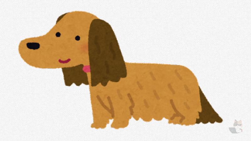 今年15歳のウチの犬です