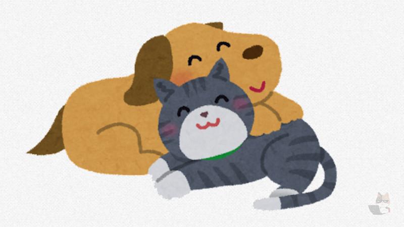 【画像】イッヌさんに育てられたネッコさん、佇む姿が完全にヌイ坊😳