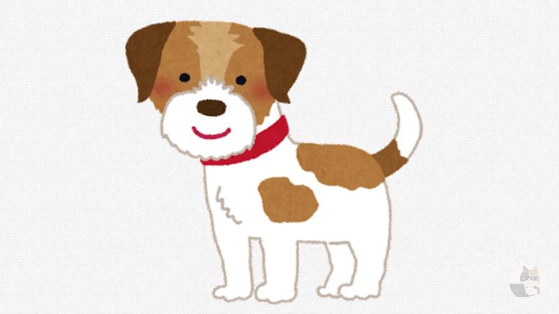 【画像】ワイのイッヌ