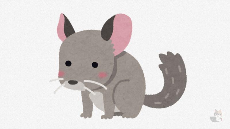 チンチラ(かわいい、清潔、そこそこ長生き)←こいつがメジャーになれない理由
