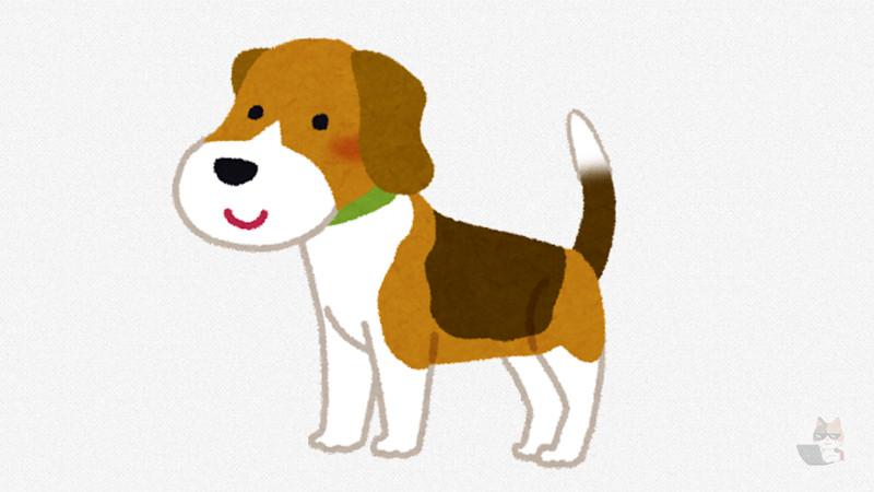【動画】犬「野良猫いるやんw遊んだろw」猫「!?」