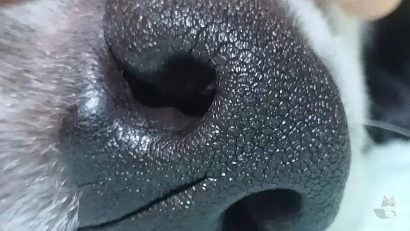 【画像】犬種はなんでしょーーーーう