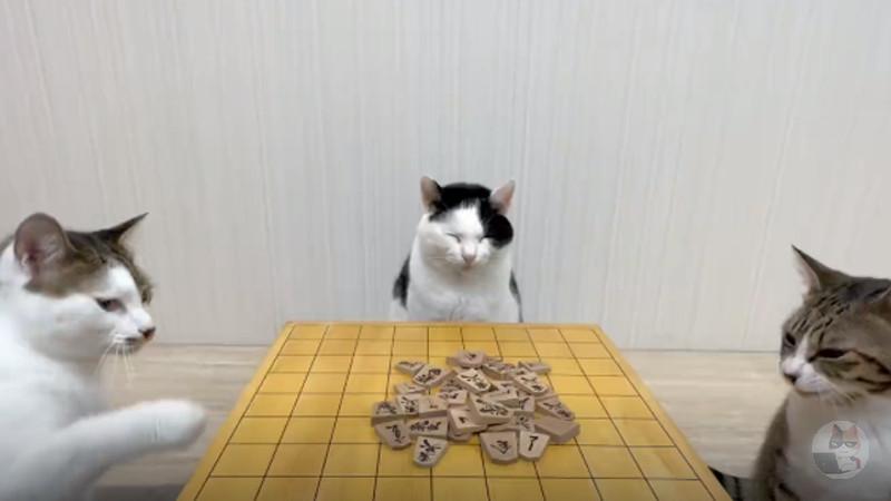 【動画】ネッコさん、将棋倒しに夢中になってしまうwwwwwwwwwwwwwwwwww