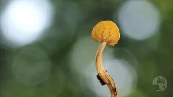 【画像】金より高価『冬虫夏草』とかいう謎のキノコがヤバ過ぎるwwwwwwwww