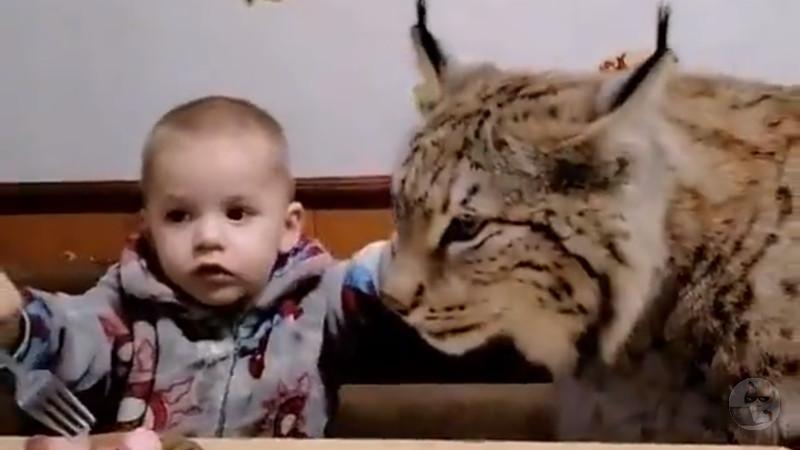 【動画】猫さん、子供から加工肉をあーんしてもらうw
