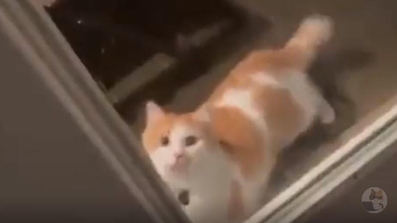 【猫】この動画ワロタ