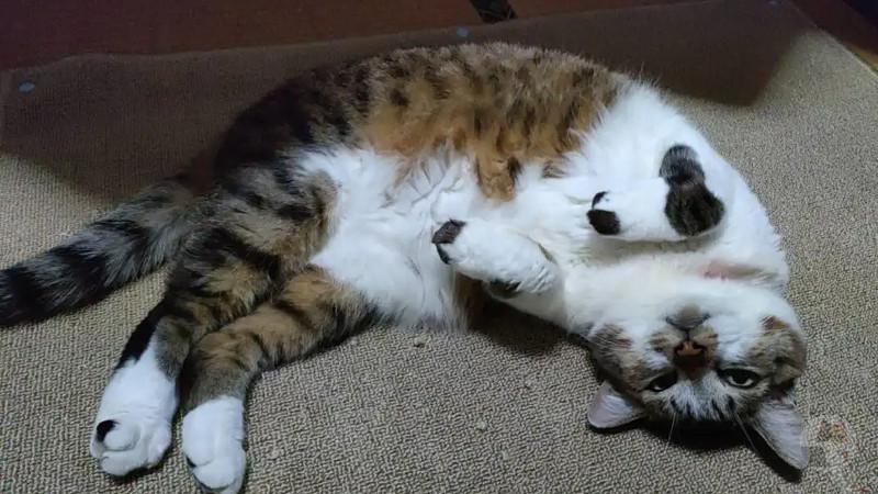 【ぬこすれ】俺の可愛い猫達を見てくれ
