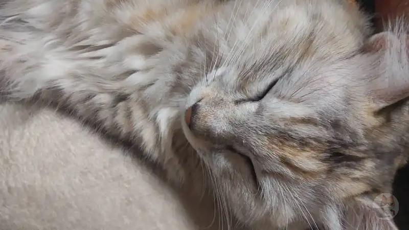 【画像あり】うちのアホ猫見て