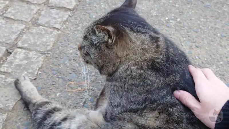 公園の横道歩いてたら猫にナンパされたんだけど