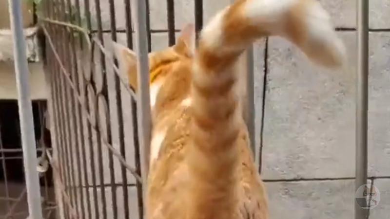 ネコさん「網を通り抜けるか……」