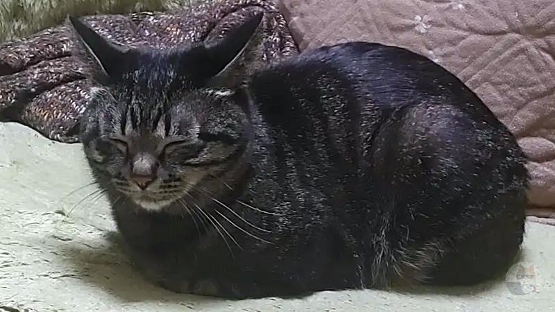 猫とかいうウンコ製造機wwww