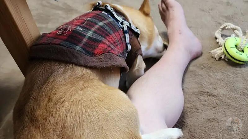 飼い犬がヤンデレなんだが