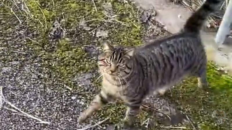 彡(^)(^)「お、野良猫やんけ!なんやこいつ人懐っこいな」