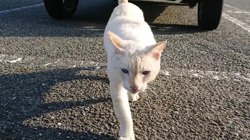 猫触りたい猫触りたい猫触りたい猫触りたい猫触りたい