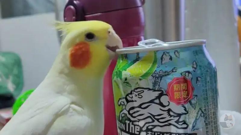 ワテ「インコかオウム飼いたいなあ…里親になるか」