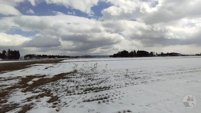 【画像】助けて!レアな鳥見つけたったwwwwwwww