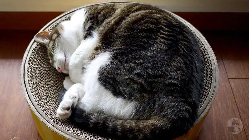 【画像多め】愛猫自慢してくれ