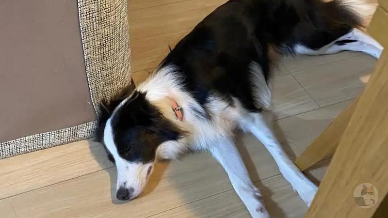 自分のイッヌを見せ合うスレ