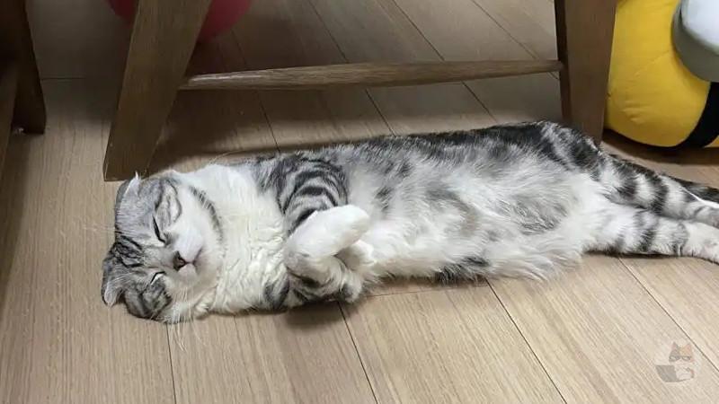 【画像】医者「ネコ欠乏症ですね。定期的にネコ触ってください」俺「はい」