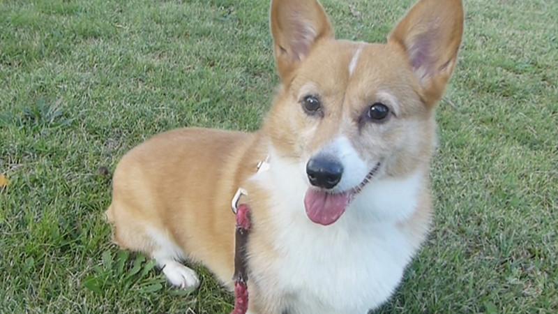 【画像・朗報】犬好きワイ、コーギーが飼いたすぎる