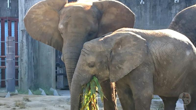 ใๅ็ปใ🐘ใพใฆใใใใตใใฆใญใ้ๆฌใใฉใใฏใใ้่กๆใๅใไบใ่ฆใใฆใใพใ