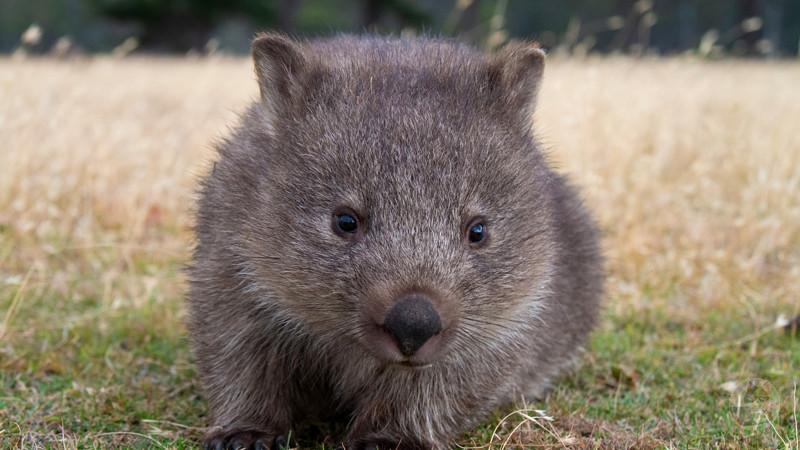 【画像・閲覧注意】ウォンバットの、うんちwwwwwwwwwwwwwww