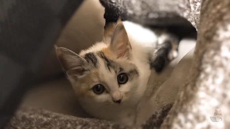 【動画】迷子の子猫さん、見知らぬ人に懐いてしまう