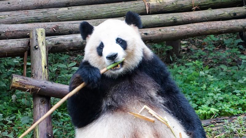 【画像】アメリカンパンダ、やなせたかしい姿で見つかる