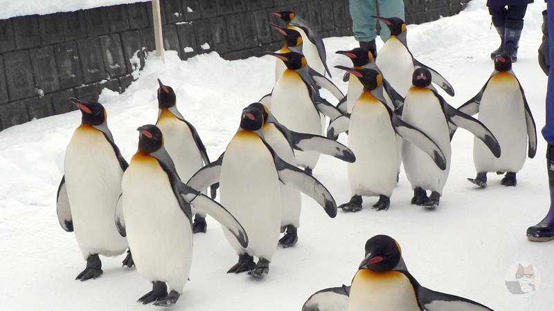 【画像】ペンギンとかいう謎の動物