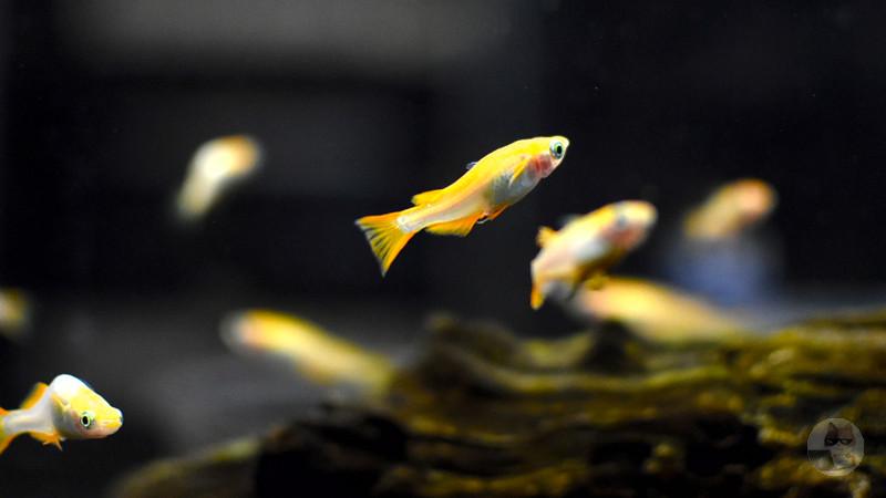 東工大「赤く光るメダカ作ったからあげちゃう!」→男「飼育販売したろ!」→カルタヘナ法違反で逮捕